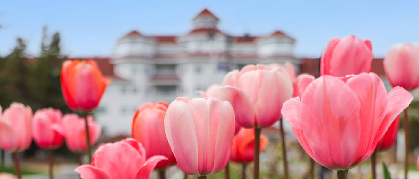 Tulips bloom in the front garden of Inn at Bay Harbor in springtime