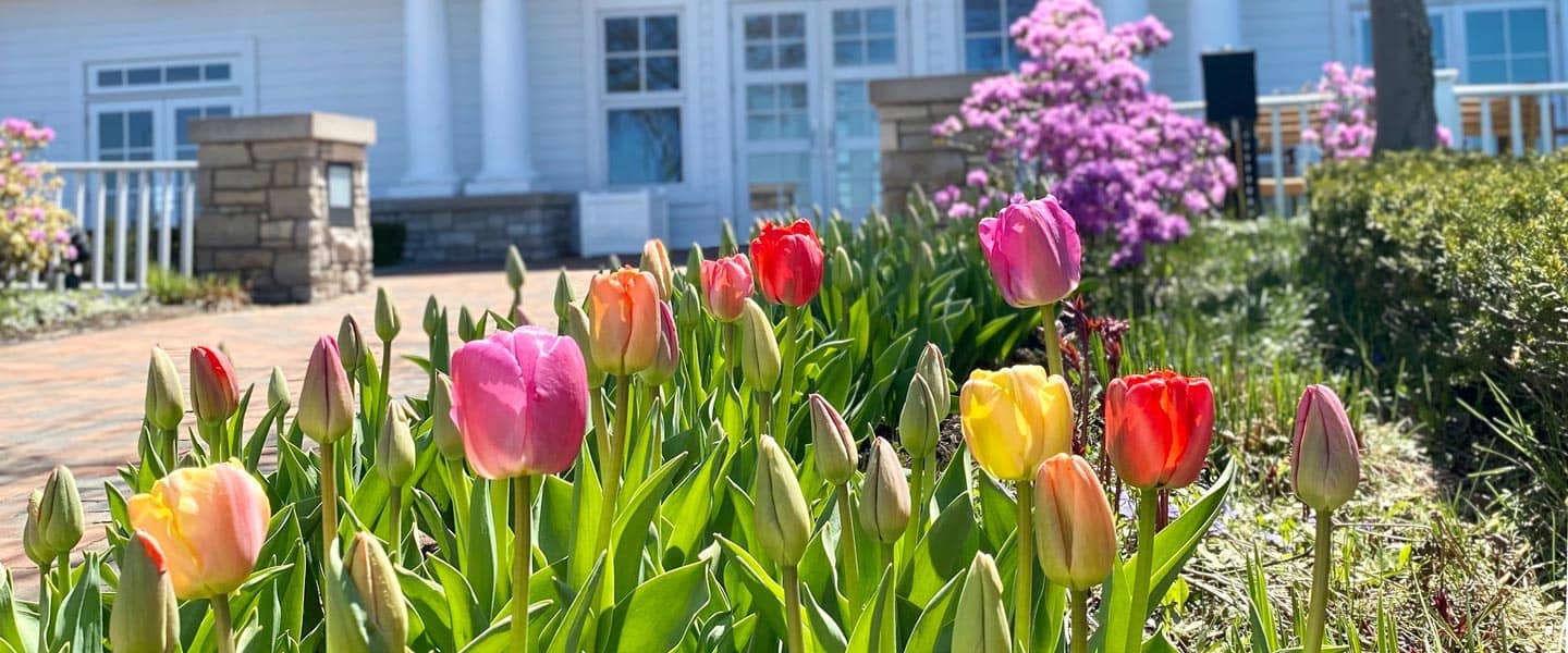 Tulips bloom in the back garden of Inn at Bay Harbor in springtime