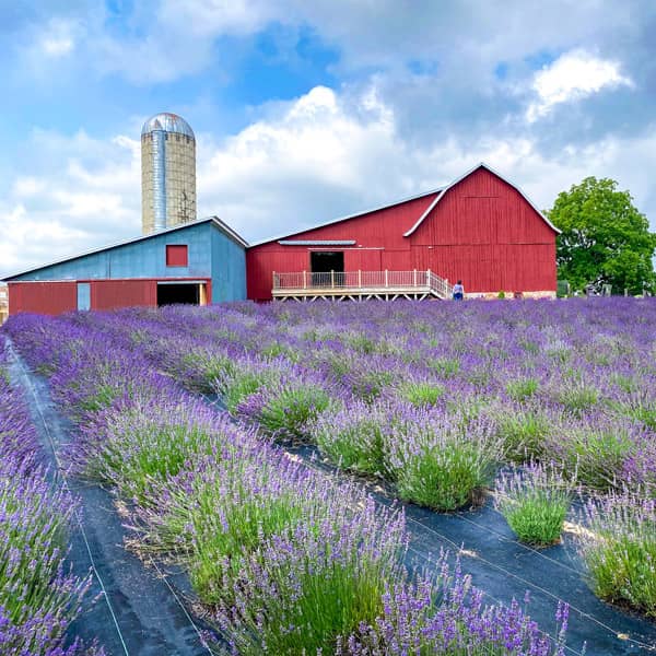 Lavender Hill Farm barn